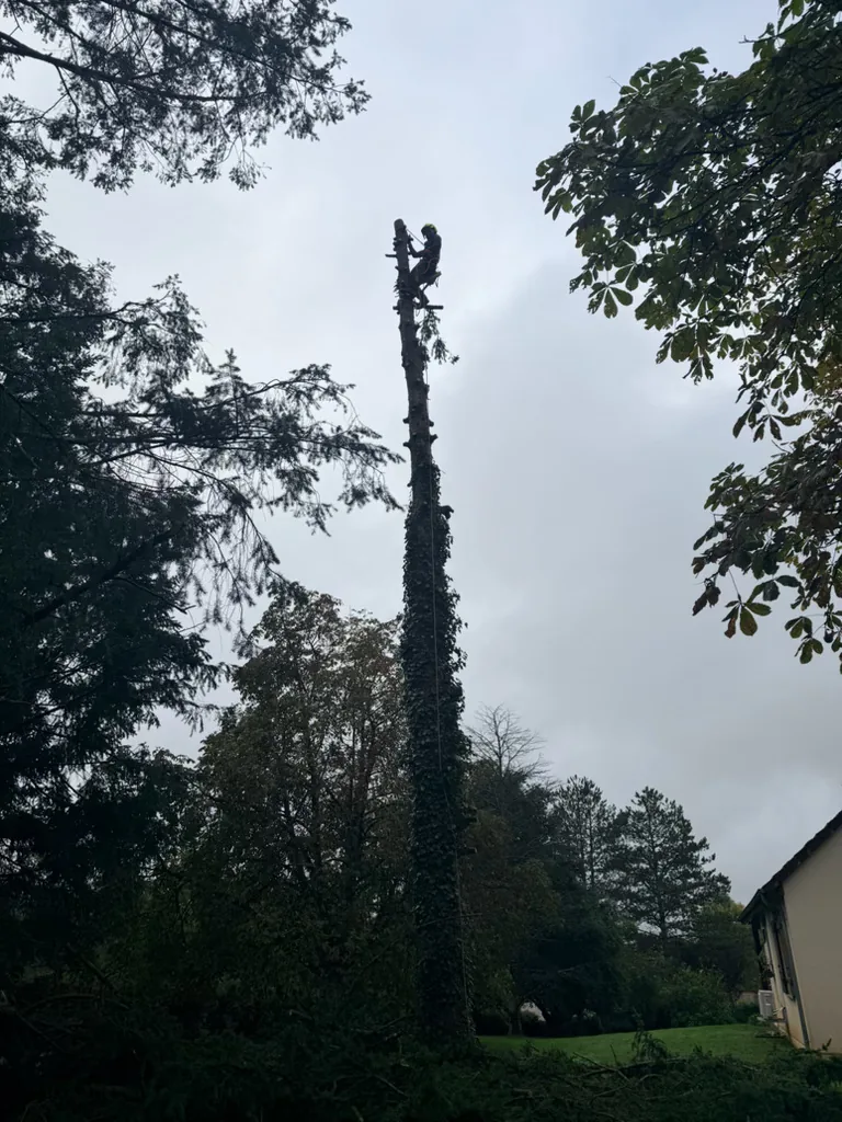 Élagage d’un arbre de grande hauteur dans la Nièvre