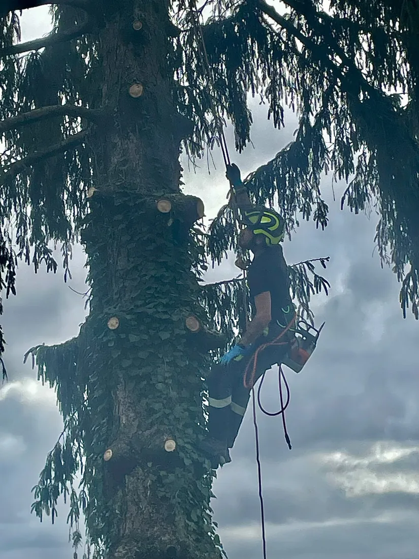 Élagueur grimpeur en cime d’arbre dans la Nièvre — Morizet Garden