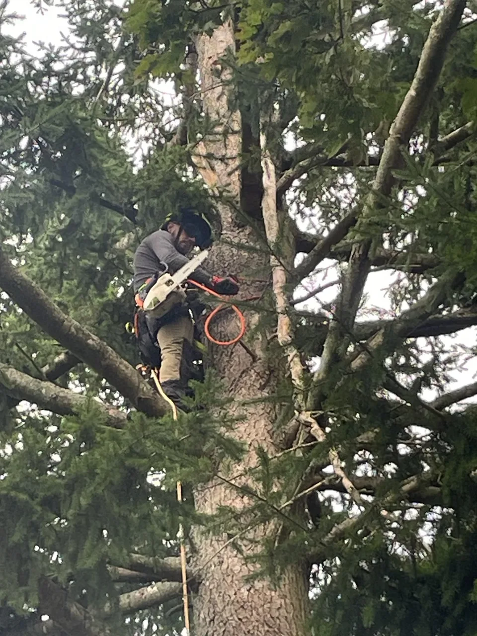 Arbre sain et taillé après intervention d’élagage Morizet Garden