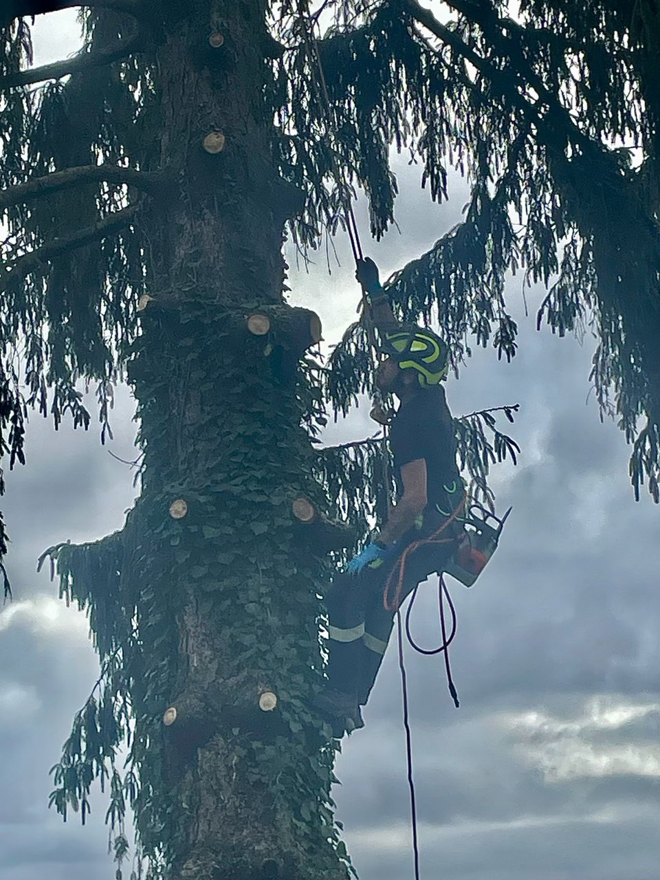 Travaux sur la cime d’un arbre par élagueur grimpeur